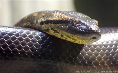 Il vit en Asie, c'est l'anaconda vert !