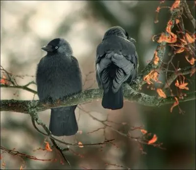 Vous les voyez dans les jardins, ce sont des merles !