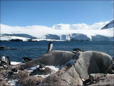 Quels sont les oiseaux sur les rochers ?