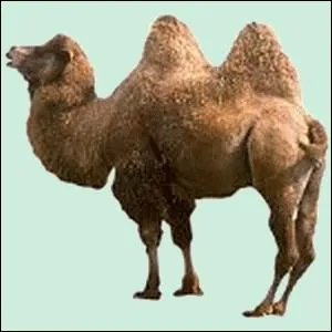 Lors des temptes de sable, la vision du chameau reste excellente.