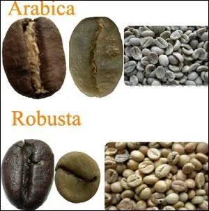 Le Caf Arabica contient plus de cafine que le Robusta.