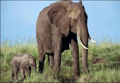 L'lphant femelle est l'animal aux plus grosses mamelles.