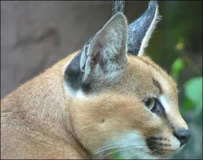 On reconnait le puma aux petites touffes de poils sur les oreilles !