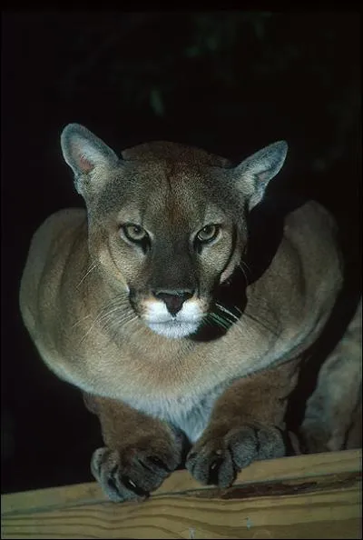 Je vous ai honteusement menti sur la question prcdente, voici le caracal !