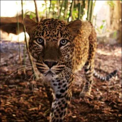 On le reconnait facilement, c'est le gupard !