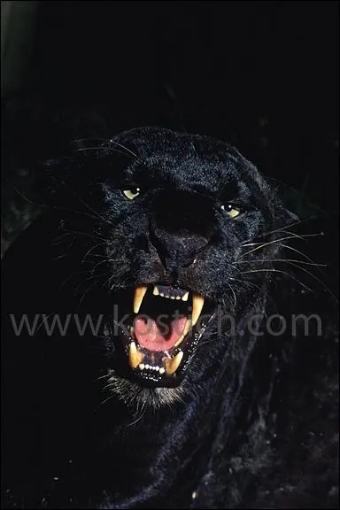 Ce que beaucoup d'entre vous ignorent, la photo le prouve, le gupard peut tre noir !