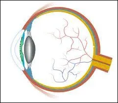 Le point aveugle de l'il est connu sous le nom de