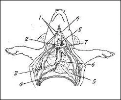 Le thymus est un os de la face.