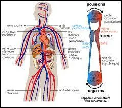Ce sang (question 5) est transport vers les poumons par .