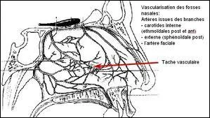Lequel des organes cits ci-dessous reoit une double vascularisation ?