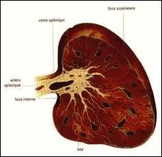 La rate est situe derrire l'estomac.