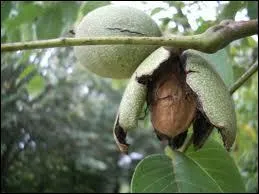 Comment nomme-t-on un cultivateur de noix ?