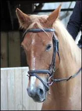 Qui est ce cheval ?