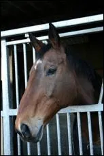 Dans quel box est-elle ?