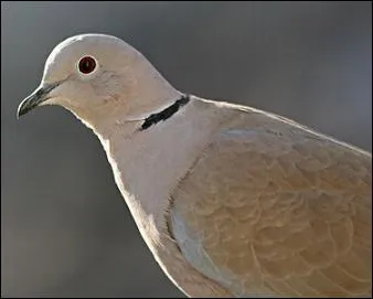 Cet oiseau a le droit à sa nuance de gris, c'est ...