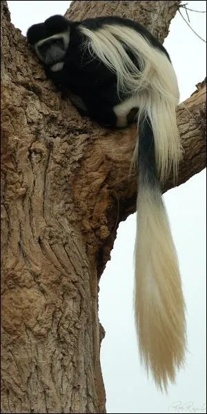 C'est un singe, mais lequel ?