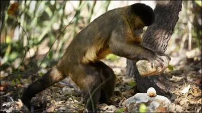 Seul le chimpanz peut se servir d'un outil !