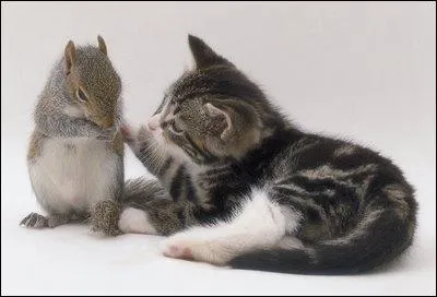 Mais qui est donc l'ami de ce chaton ?