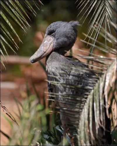 Son nom est celui d'un objet qui fut utile !