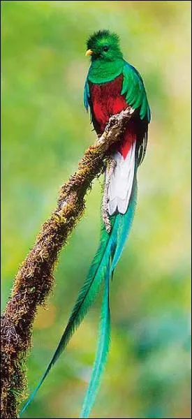 La monnaie nationale du pays fait rfrence  l'oiseau sacr dont les Mayas utilisaient les longues plumes de la queue comme objets de luxe. Quel est son nom ?