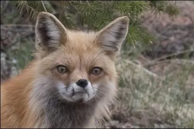 Il n'a pas l'air content !