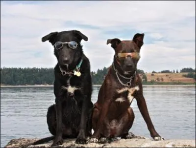 Ils auraient pu tourner dans un film, lequel ?