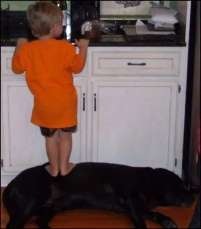 Que peut-on dire de ce chien !