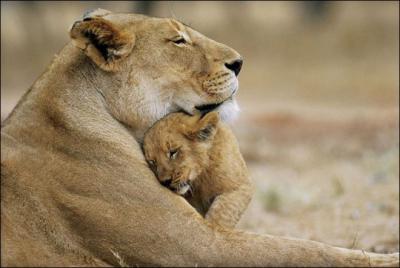 Pour se reproduire, monsieur et madame lion peuvent s'accoupler jusqu' 50 fois par jour, et ce, pendant environ 4 jours. Aprs combien de temps de gestation les petits lionceaux naissent-ils ?