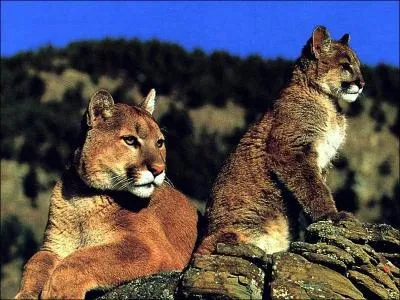 Quel flin du continent amricain est parfois appel 'lion des montagnes' ?