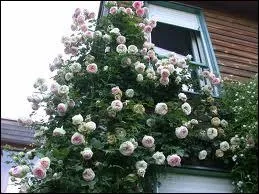 Comment faire prir un rosier encombrant de manire cologique ?