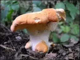 Que trouve-t-on sous le chapeau d'un pied de mouton ?