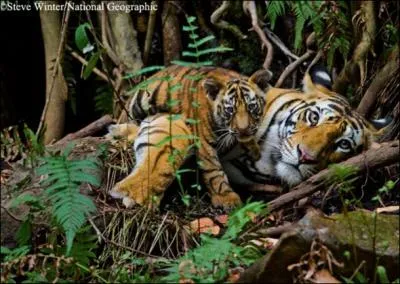 A la naissance, les yeux du bb tigre sont vert clair !