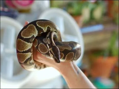 Il existe une espce de serpent qui ne mesure pas plus de 10 centimtres !