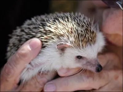 Le porc pic adore les insectes et les larves !