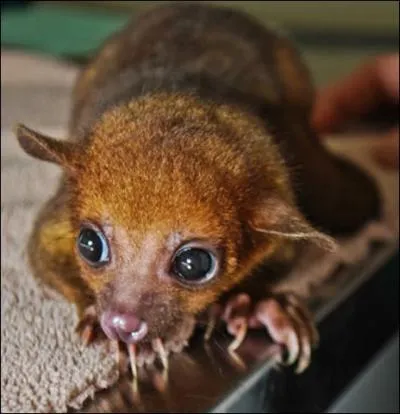 Il vit  Madagascar, remarquez ses trs longs doigts !