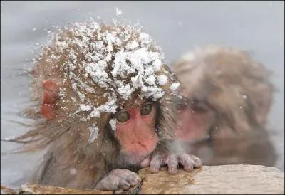 Il vit au Japon, on l'appelle aussi le singe des neiges, en fait c'est ...