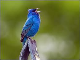 Quelle est la couleur la plus prsente de cet oiseau ?