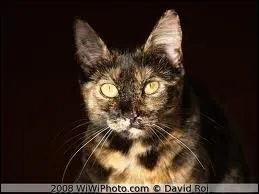 Quelle est la couleur de la robe de ce chat ?