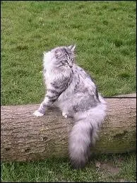 Quelle est la couleur de la robe de ce chat ?