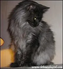 Quelle est la couleur de la robe de ce chat ?