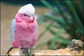 Quelle est la couleur prdominante chez cet oiseau ?