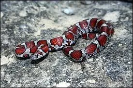 Quelle sont les couleurs de ce serpent ?