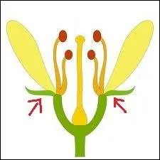 Comment s'appellent les deux parties de la fleur indiques par les flches ?