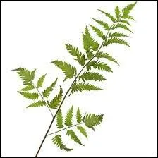 Quel est le nom de cette plante sans fleur qui ne produit pas des graines ?