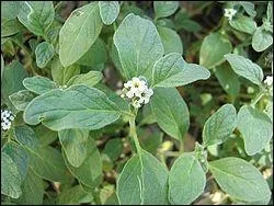 Quelle plante appartenant  la famille des boraginaces dsigne galement le nom d'une couleur ?