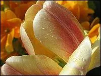 La tulipe appartient aux plantes herbaces de la famille des liliaces. D'o provient son joli nom ?
