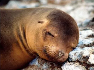 Sur la photo, on voit que le phoque aime bien faire une petite sieste !