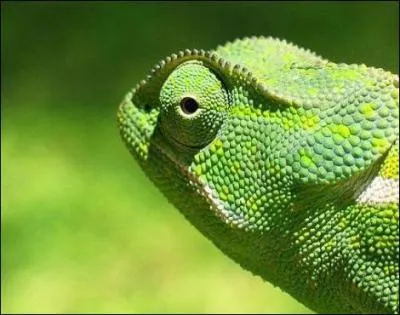 Cette photo vous prsente un iguane vert !