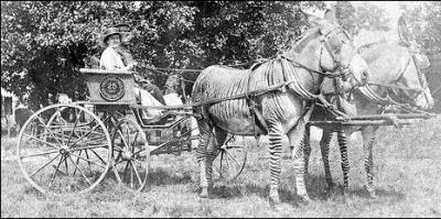 L'hybride d'un zbre et d'un ne s'appelle le ...