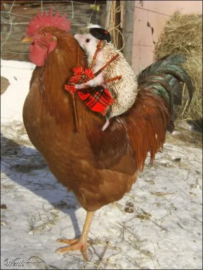 Dans le Var, les hrissons attaquent les cobras dans les rizires !